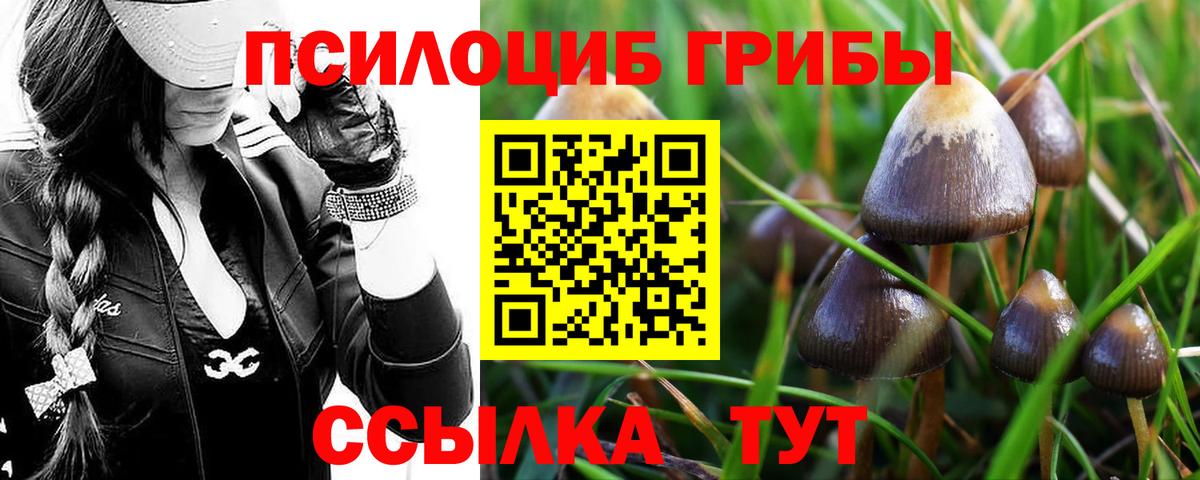 Галлюциногенные грибы Psilocybine cubensis Волгоград